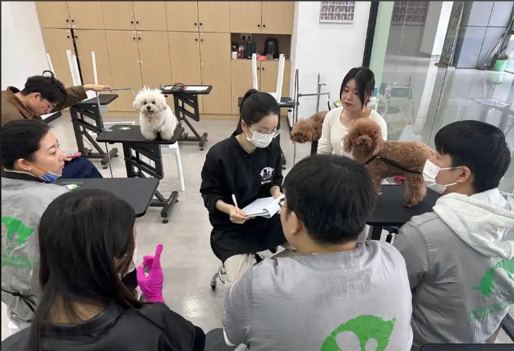 六盘水市宠物美容宠物美容培训学校 - 价格
